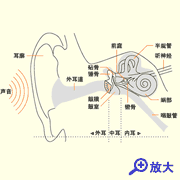 从耳到耳蜗的示意图